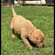 Labradoodle - Both