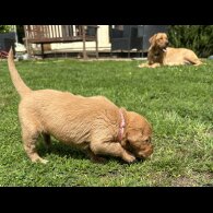 Labradoodle - Both