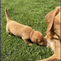 Labradoodle - Both