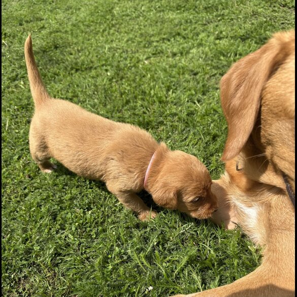 Labradoodle - Both