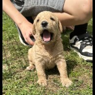 Labradoodle - Both