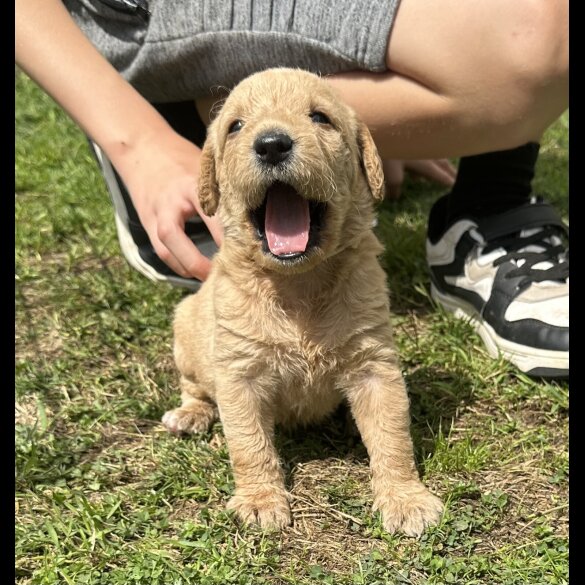 Labradoodle - Both