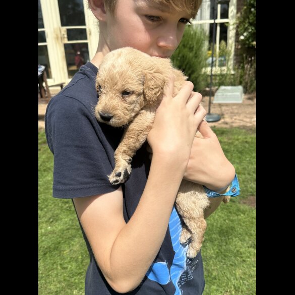 Labradoodle - Both