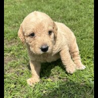 Labradoodle - Both
