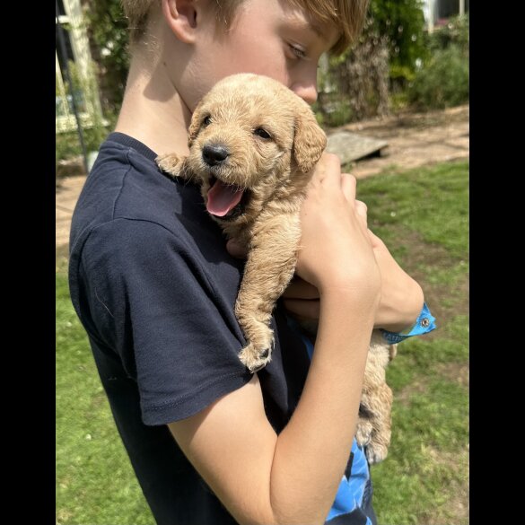 Labradoodle - Both