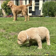 Labradoodle - Both