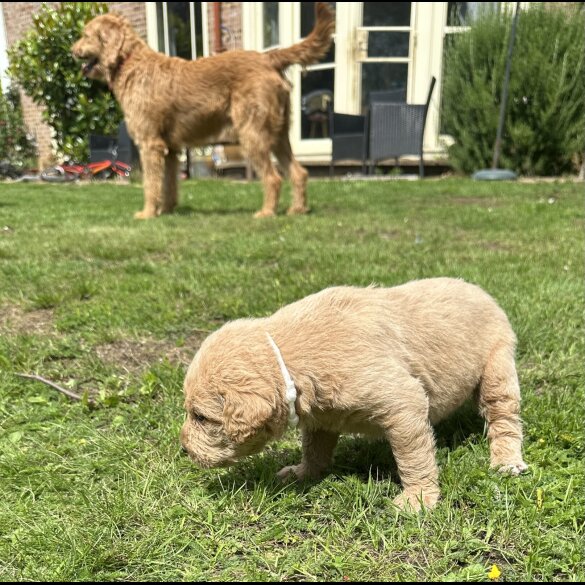Labradoodle - Both