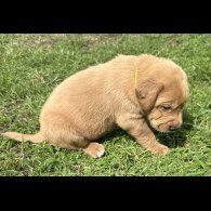Labradoodle - Both