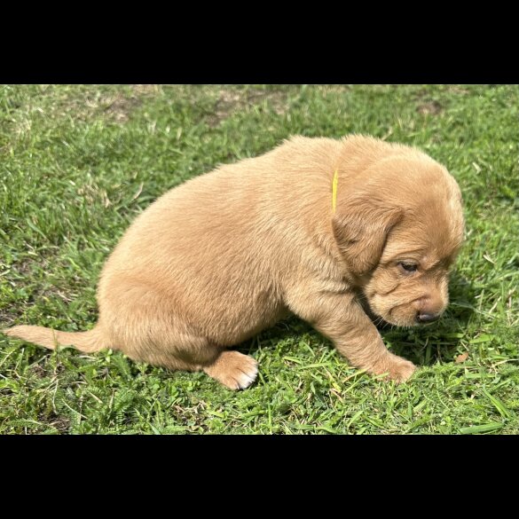 Labradoodle - Both