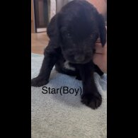 Labradoodle - Both