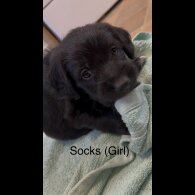 Labradoodle - Both