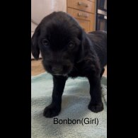 Labradoodle - Both
