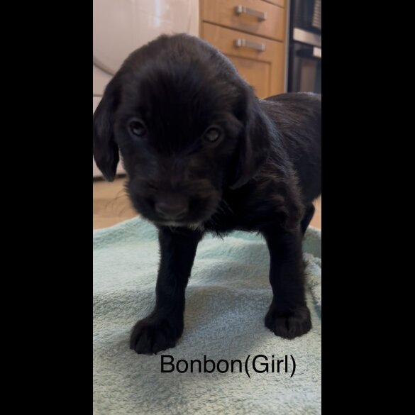Labradoodle - Both