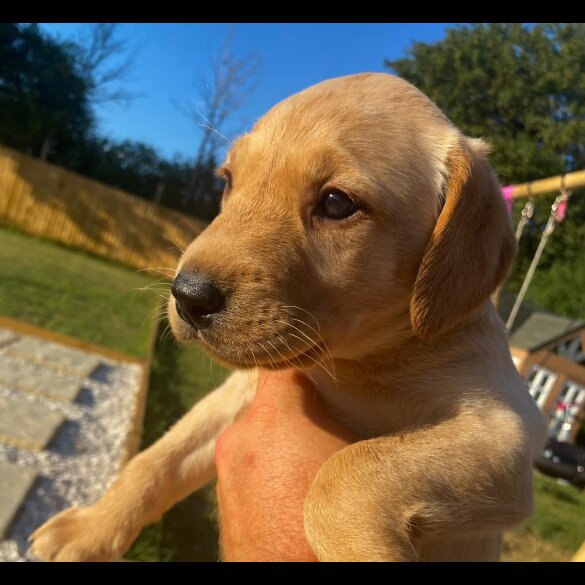 Labrador Retriever - Bitches