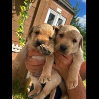 Labrador Retriever - Bitches