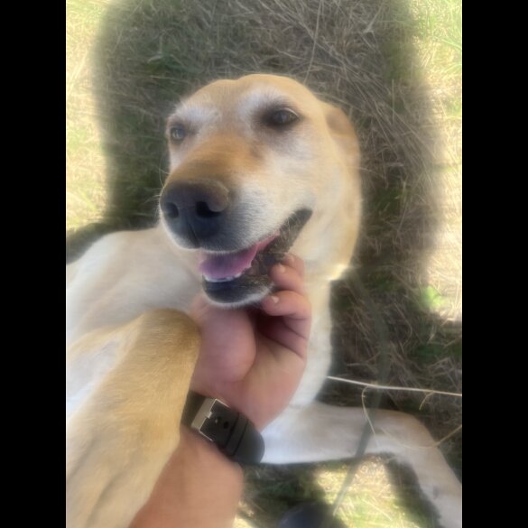 Labrador Retriever - Bitches