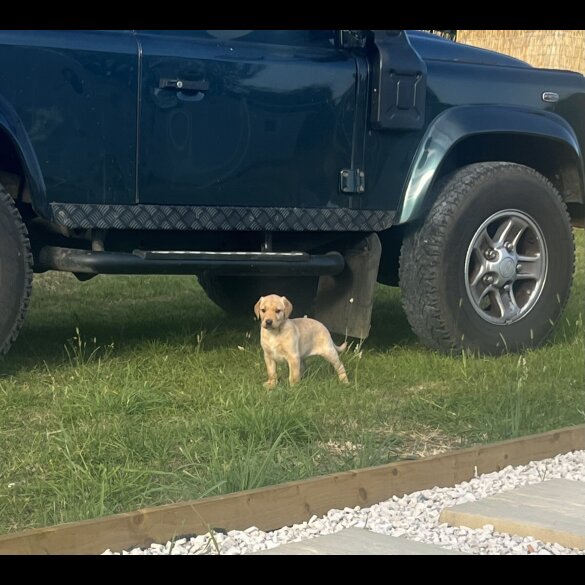 Labrador Retriever - Bitches
