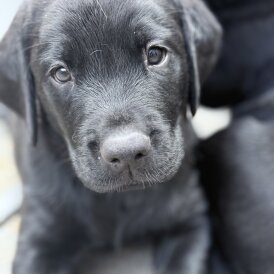 Labrador Retriever - Both