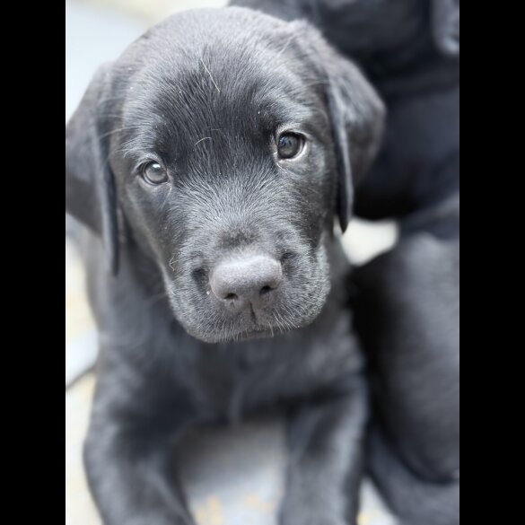 Labrador Retriever - Both