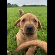Labrador Retriever - Both
