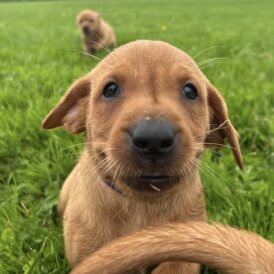 Labrador Retriever - Both