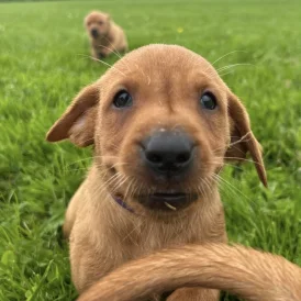 Labrador Retriever - Both