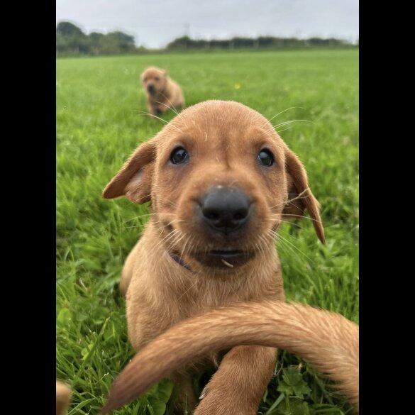 Labrador Retriever - Both