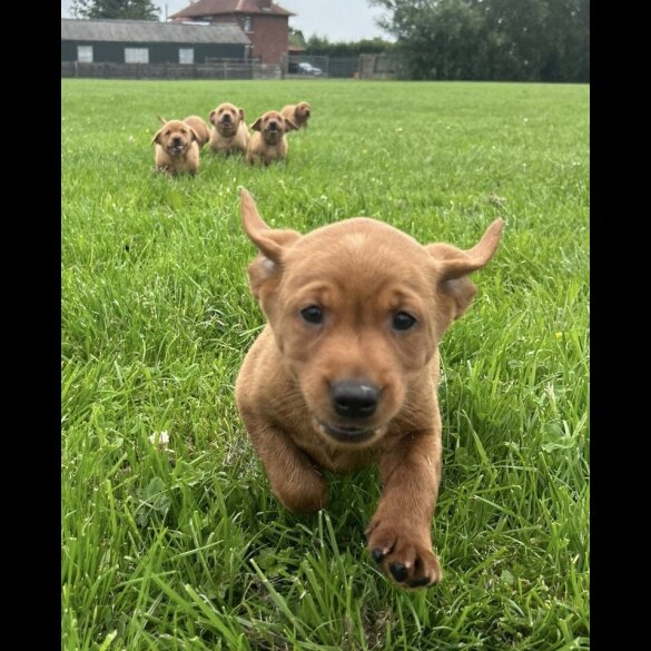 Labrador Retriever - Both