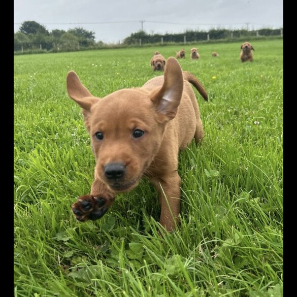 Labrador Retriever - Both