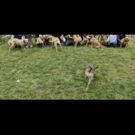 Labrador Retriever - Both