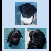Labrador Retriever - Both