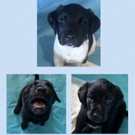 Labrador Retriever - Both