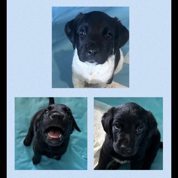 Labrador Retriever - Both