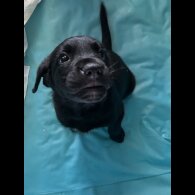 Labrador Retriever - Both