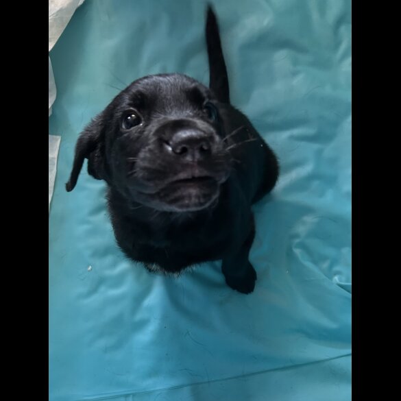 Labrador Retriever - Both