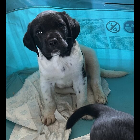 Labrador Retriever - Both