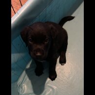 Labrador Retriever - Both