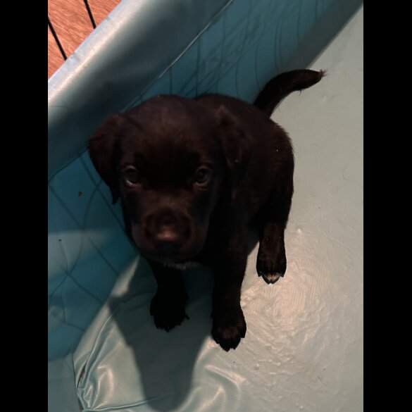 Labrador Retriever - Both