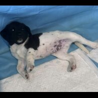 Labrador Retriever - Both