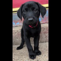 Labrador Retriever - Bitches