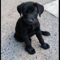 Labrador Retriever - Bitches