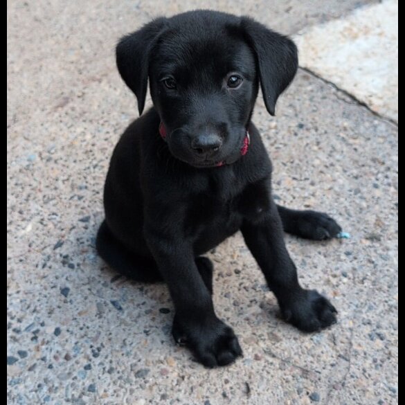 Labrador Retriever - Bitches