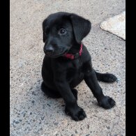 Labrador Retriever - Bitches