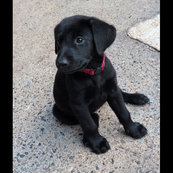 Labrador Retriever - Bitches