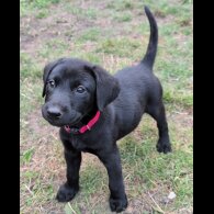 Labrador Retriever - Bitches