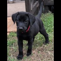 Labrador Retriever - Bitches