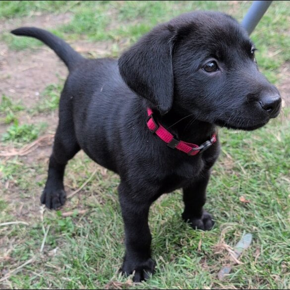 Labrador Retriever - Bitches
