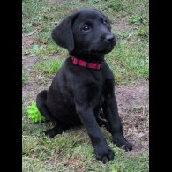 Labrador Retriever - Bitches
