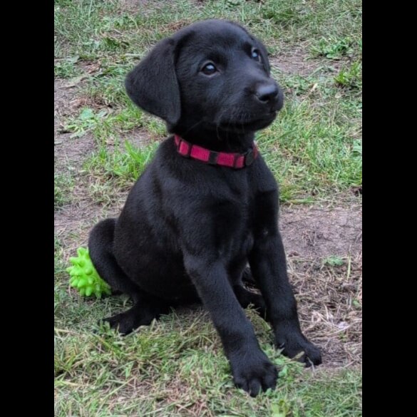 Labrador Retriever - Bitches