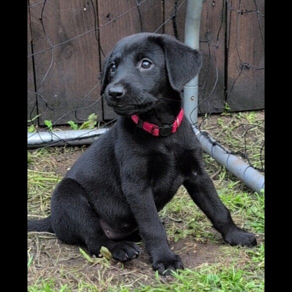 Labrador Retriever - Bitches